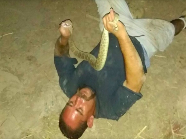 डसते ही हालत हो गई बुरी