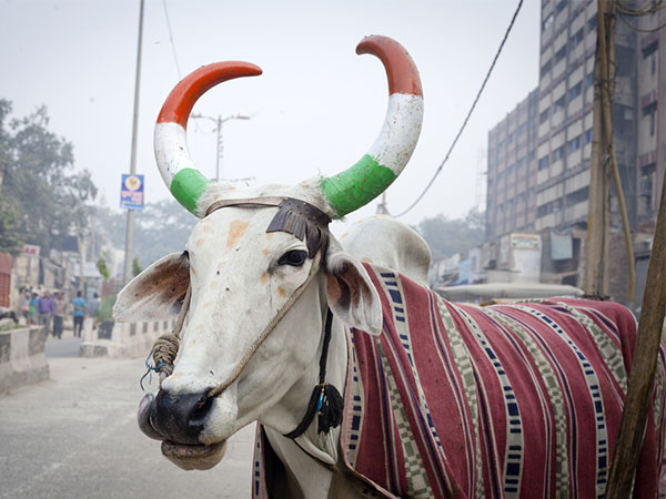 गोपालक हिंसा नहीं करते गोपालक हिंसा नहीं करते
