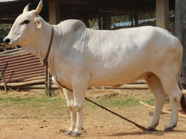 पीएम की है विशेष रुचि पीएम की है विशेष रुचि