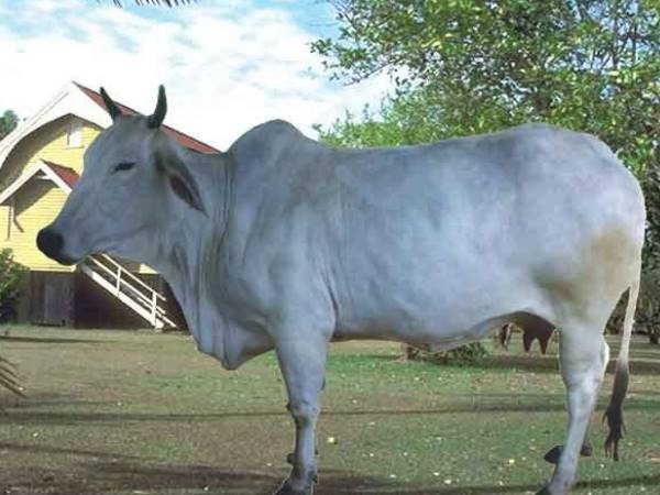 पिछले दौरे में भी की थी गायों की पूजा पिछले दौरे में भी की थी गायों की पूजा