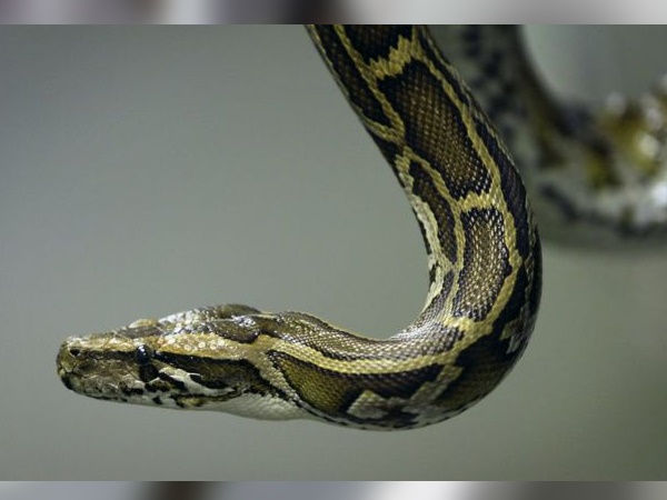 अजगर के सिर में लगी थी गंभीर चोट