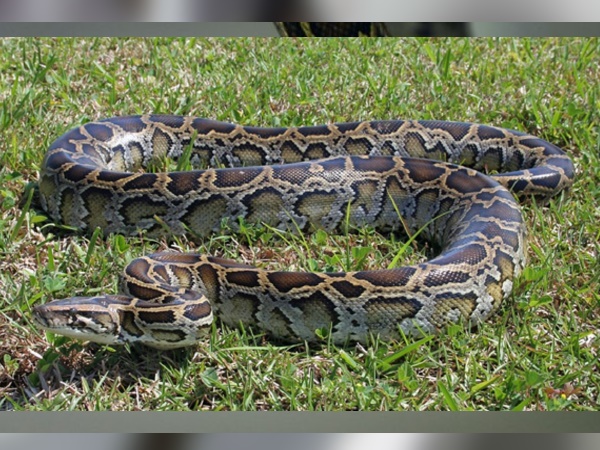 भारत में ऐसा पहला मामला