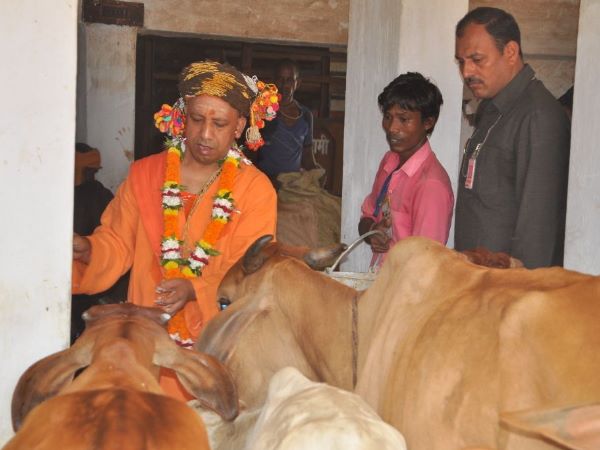 गाय पूजा से की योगी ने शुरुआत गाय पूजा से की योगी ने शुरुआत