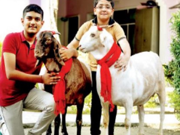 बकरीद से पहले सुर्खियां बटोर रहे है टाइगर और शेरा, जानिए क्यों? बकरीद से पहले सुर्खियां बटोर रहे है टाइगर और शेरा, जानिए क्यों?