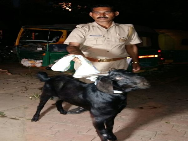 Goat have to jail in conflict between two groups