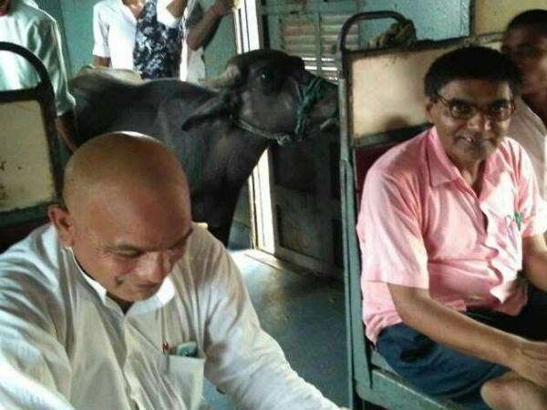 Buffalo travels in Passenger Train Buffalo travels in Passenger Train