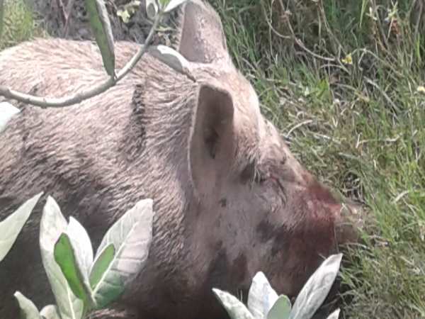 आदमखोर हो गया है सुअर 