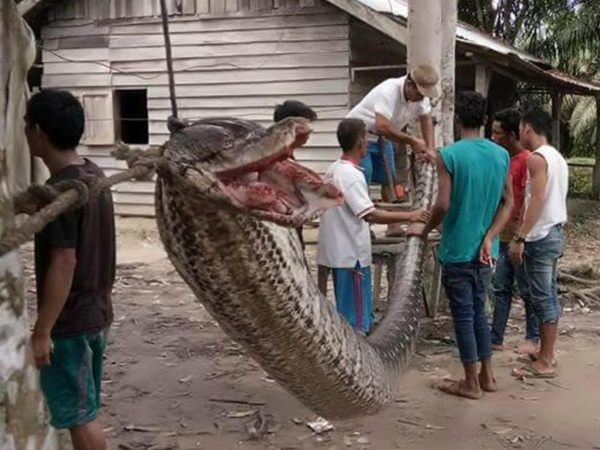 जब अजगर से भिड़ गया शख्स