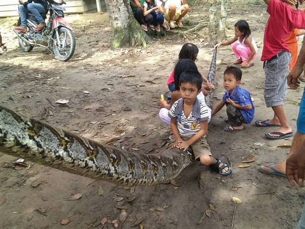 अजग को देख दुनिया हैरान