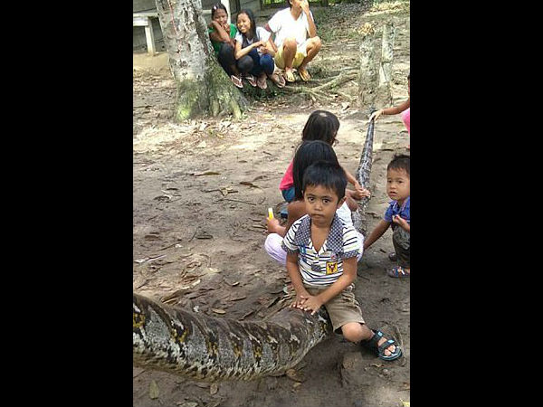  अजगर ने कर दिया हमला 