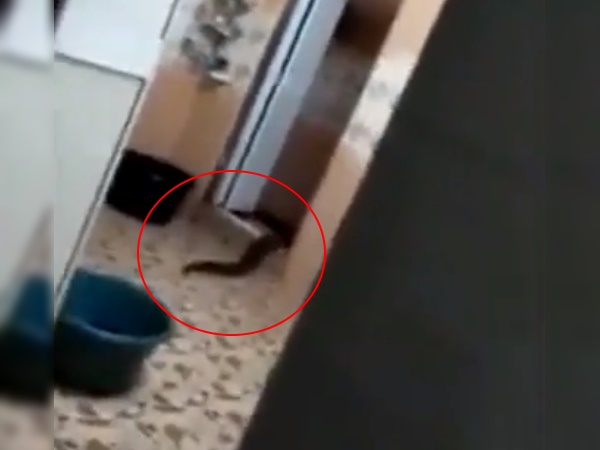 बाथरूम से अचानक निकलने लगा जीव