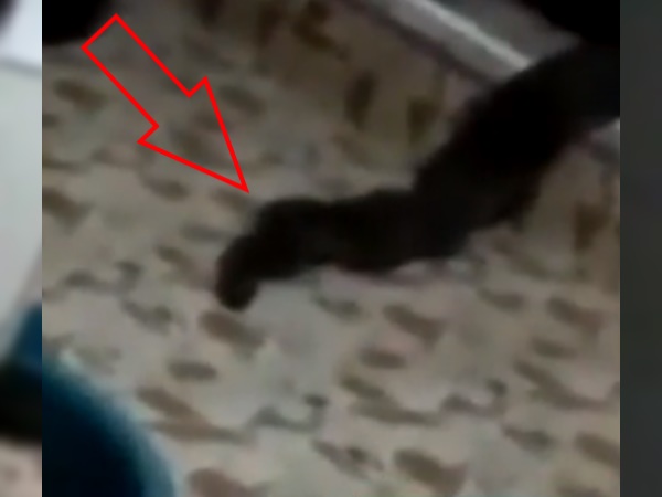 सांप जैसा था शरीर लेकिन सांप नहीं