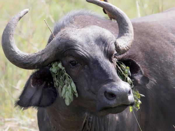 मालिकों को रंगनी होगी अपनी-अपनी भैंस मालिकों को रंगनी होगी अपनी-अपनी भैंस