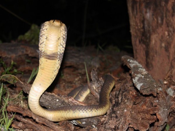 स्टाफ क्वार्टर के बाहर मिला सांप