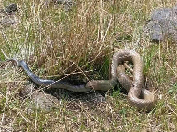 इस्टर्न ब्राउन स्नेक देख उड़े होश इस्टर्न ब्राउन स्नेक देख उड़े होश