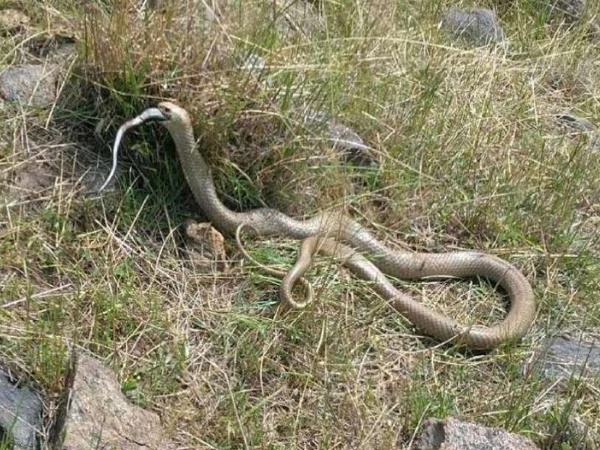 दूसरे सांप को निगल रहा था इस्टर्न स्नेक दूसरे सांप को निगल रहा था इस्टर्न स्नेक