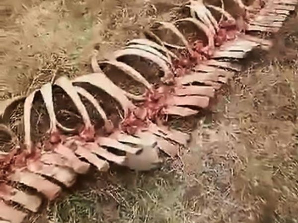 ऐसे ही हुआ करते थे चीन के ड्रैगन