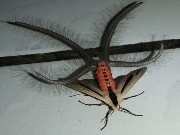 गैंडिक नाम के यूजर ने फेसबुक पर अपलोड किए फोटो गैंडिक नाम के यूजर ने फेसबुक पर अपलोड किए फोटो