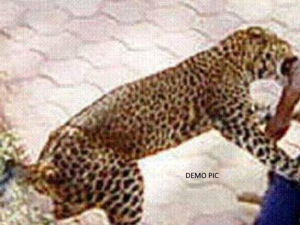 तेंदुए के हमले का आतंक तेंदुए के हमले का आतंक