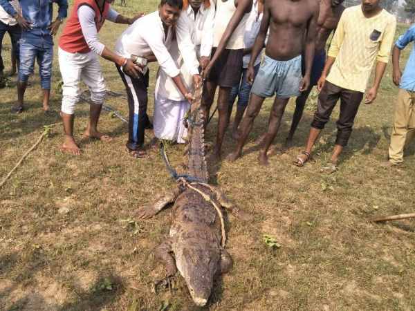 ग्रामीणों ने मगरमच्छ को पकड़ा