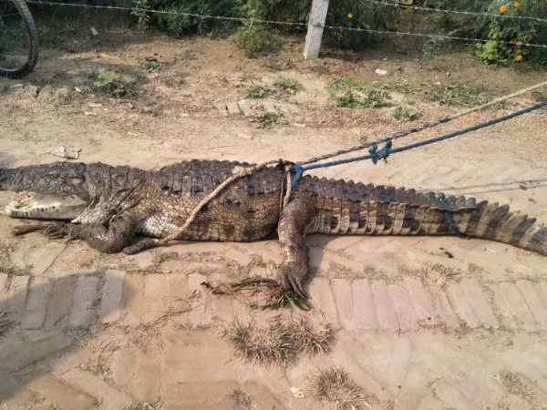 दिखाई पड़ी विशाल मादा मगरमच्छ