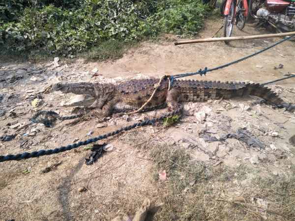 दो ग्रामीणों को कर चुकी थी घायल