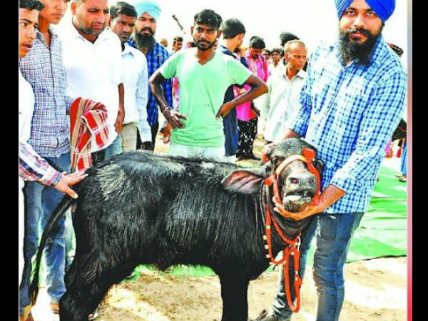 ऑल इंडिया चैंपियन रही है 'लवली' 