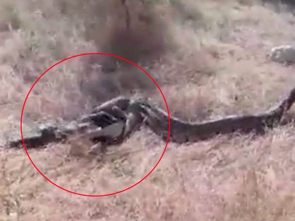 अजगर ने की शानदार दावत