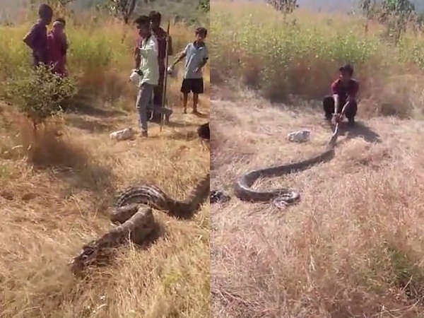 अपने शिकार को नहीं पचा पाया अजगर