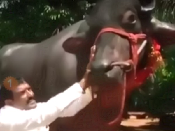 इस एक भैंसे की कीमत में आप खरीद सकते हैं करोड़ों की 6 फरारी कार, हर रोज गटक जाता है 10 लीटर दूध इस एक भैंसे की कीमत में आप खरीद सकते हैं करोड़ों की 6 फरारी कार, हर रोज गटक जाता है 10 लीटर दूध