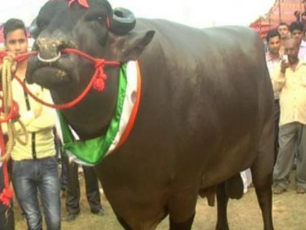 meerut 9 crore cost buffalo Yuvraj will participate in Meerut agriculture festival meerut 9 crore cost buffalo Yuvraj will participate in Meerut agriculture festival