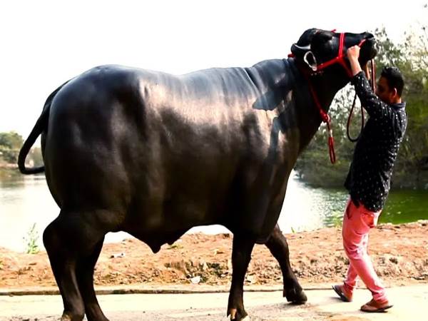 meerut 9 crore cost buffalo Yuvraj will participate in Meerut agriculture festival meerut 9 crore cost buffalo Yuvraj will participate in Meerut agriculture festival