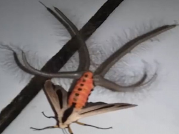 creepy creature terrorising Australia people beacome fearful creepy creature terrorising Australia people beacome fearful