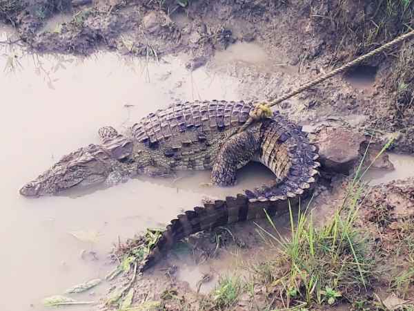 crocodile Found in sonbhadra 