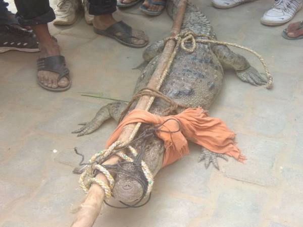 Shahjahanpur villagers caught crocodile in farm send it to Police station