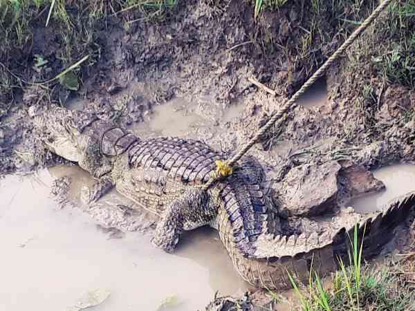 crocodile Found in sonbhadra 