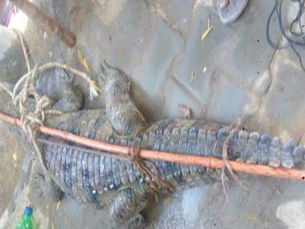 Shahjahanpur villagers caught crocodile in farm send it to Police station