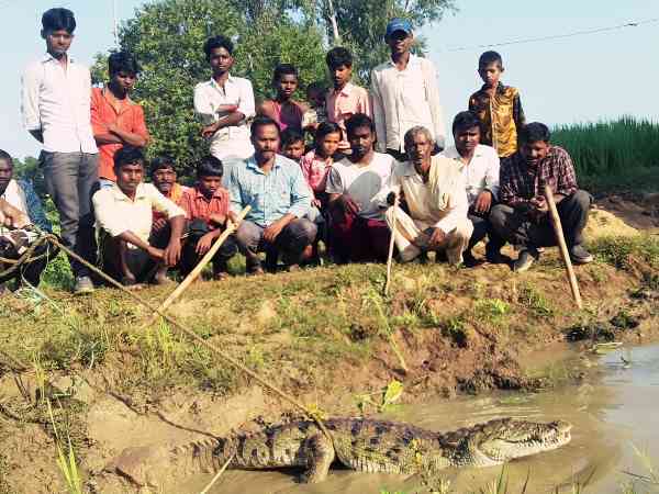 crocodile Found in sonbhadra 