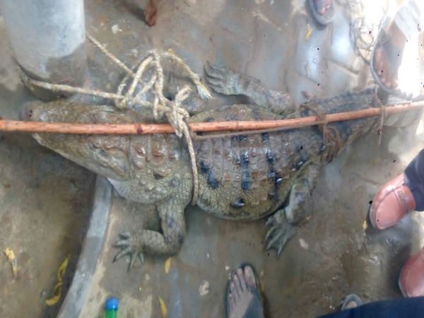 Shahjahanpur villagers caught crocodile in farm send it to Police station