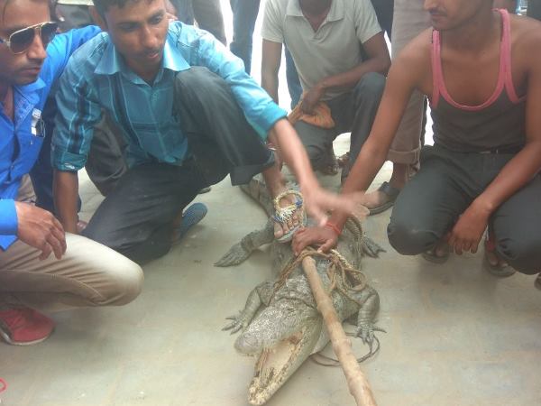 Shahjahanpur villagers caught crocodile in farm send it to Police station