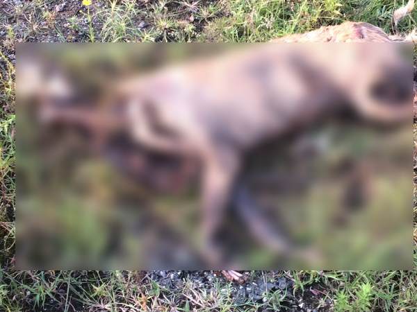 Murder all dogs to make society clean in Pune