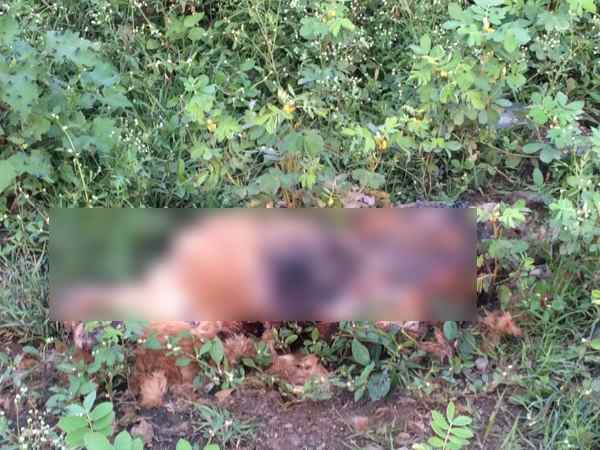 Murder all dogs to make society clean in Pune