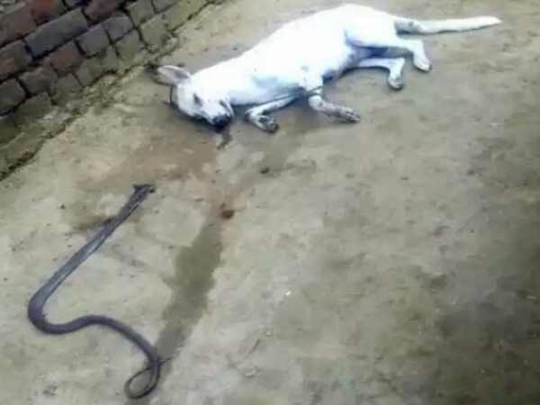 Fight between snake and bitch in Bihar, both killed. Fight between snake and bitch in Bihar, both killed.