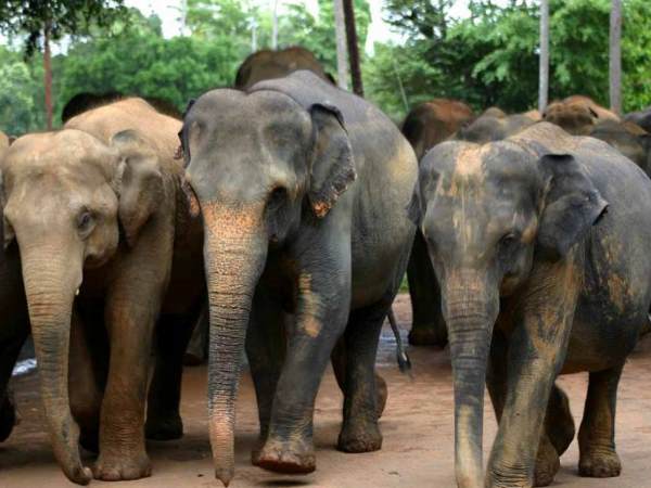 Uttar Pradesh, bahraich, elephants, Nepali, Elephant attack, village Uttar Pradesh, bahraich, elephants, Nepali, Elephant attack, village