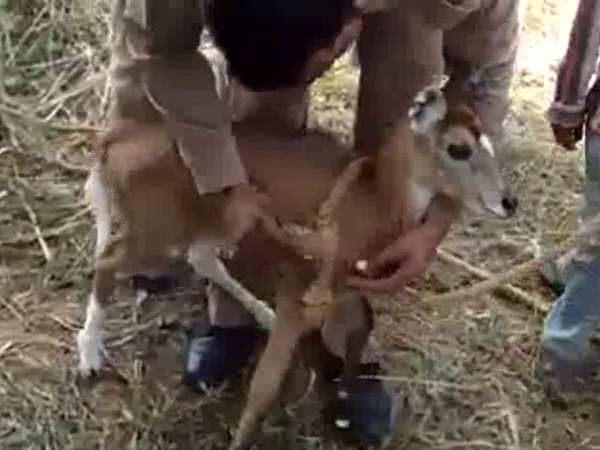Two policemen saved an animal entering in a well in Agra Two policemen saved an animal entering in a well in Agra