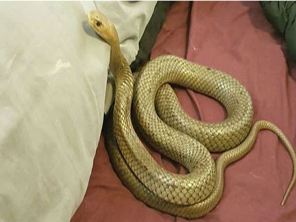 couple spots VENOMOUS SNAKE in bed; VIRAL photos will scare you to death couple spots VENOMOUS SNAKE in bed; VIRAL photos will scare you to death
