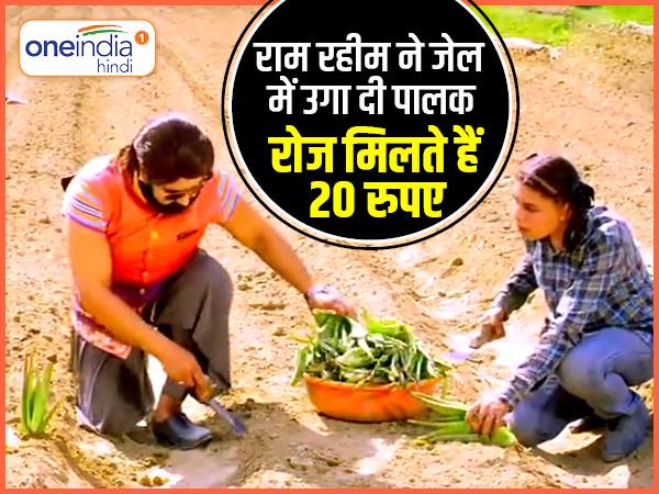 राम रहीम ने जेल में मूली, गाजर और मेथी के लिए बीज भी डाले हैं