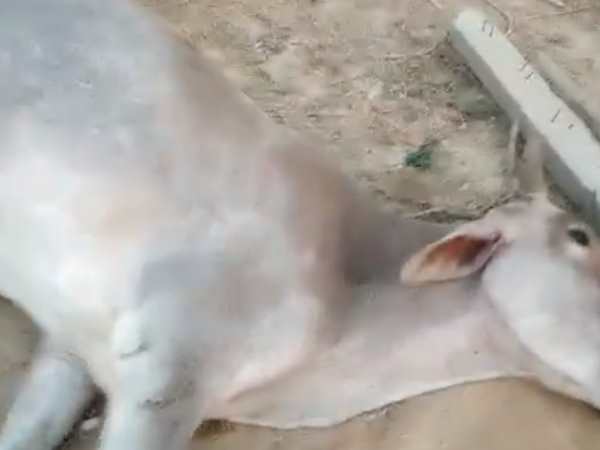 गौशाला में गायों की मौत