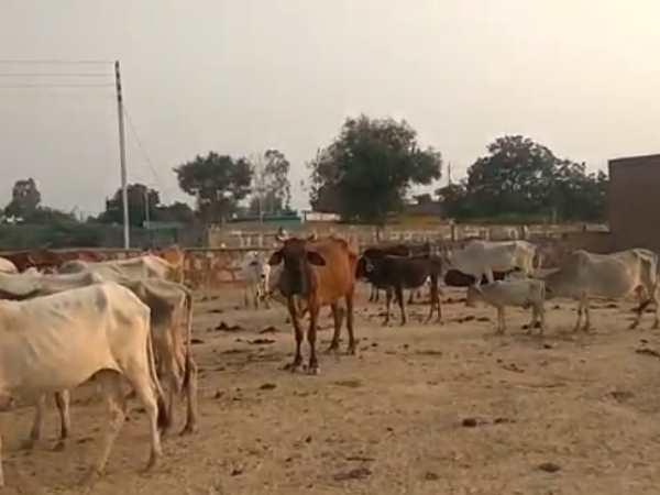 गौशाला की जमीन हथियाने में लगे भूमाफिया