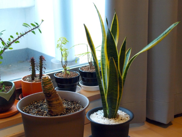 घर में लगाएं या रखें इनडोर पौधे